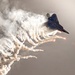 Trail of Fire: F-22 Raptor Flare Dump Over Miramar