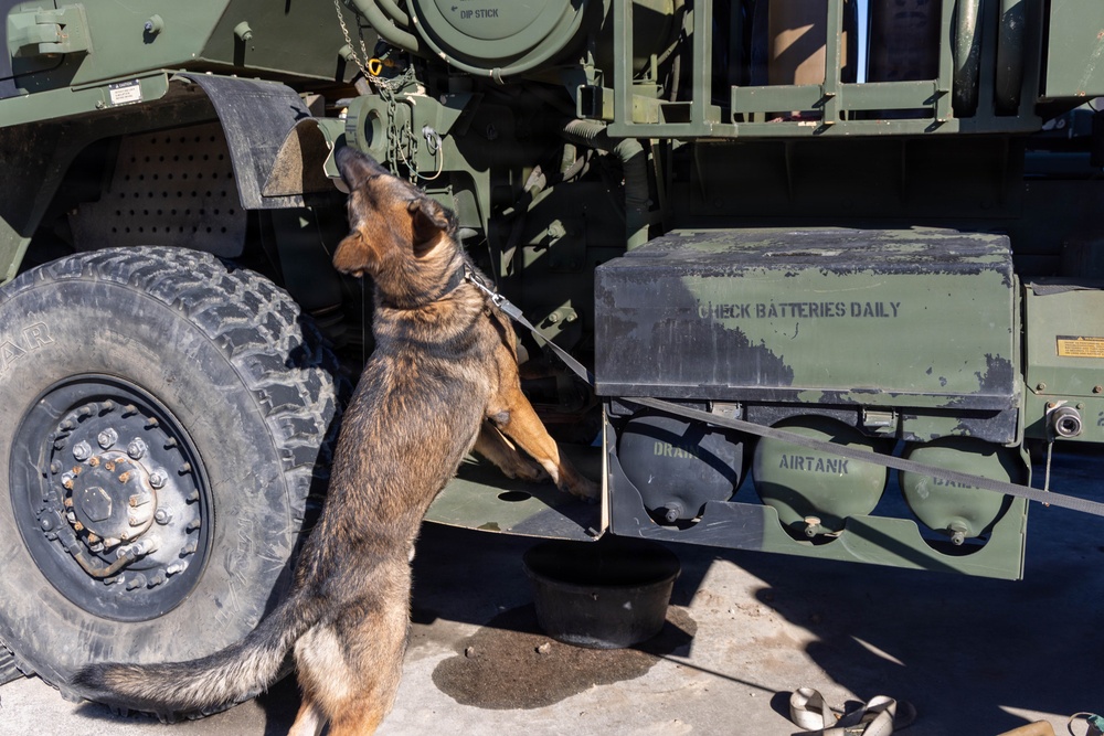 Unleashing potential: military working dogs benefit from holistic health, fitness