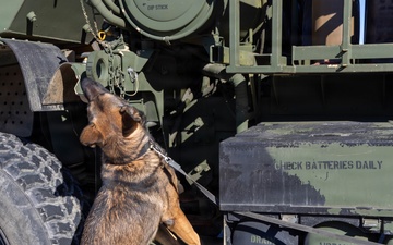 Unleashing potential: military working dogs benefit from holistic health, fitness