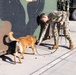 Unleashing potential: military working dogs benefit from holistic health, fitness