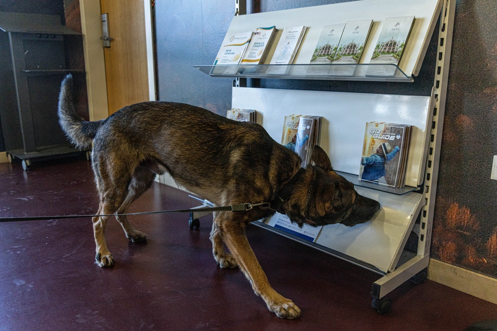 Unleashing potential: military working dogs benefit from holistic health, fitness