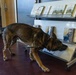 Unleashing potential: military working dogs benefit from holistic health, fitness
