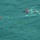 Coast Guard rescues 5 people from sinking sailboat off Cape Hatteras