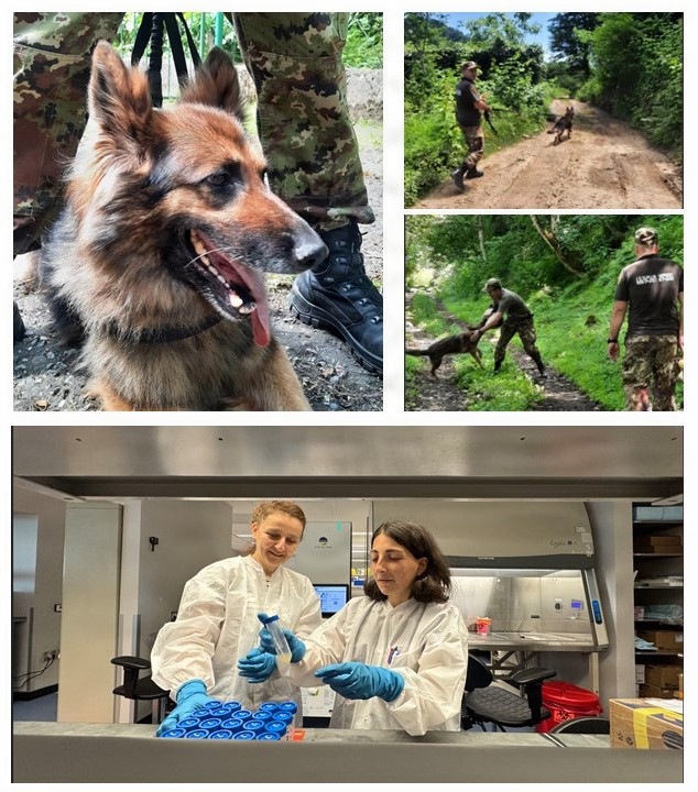 AMR Surveillance in Border Patrol Dogs: A One Health Collaboration at the Georgian-Turkish Frontier