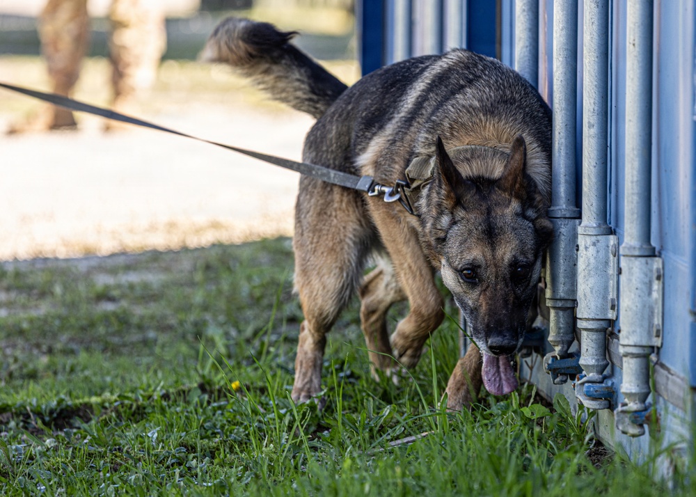 Unleashing potential: military working dogs benefit from new holistic health program