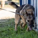 Unleashing potential: military working dogs benefit from new holistic health program