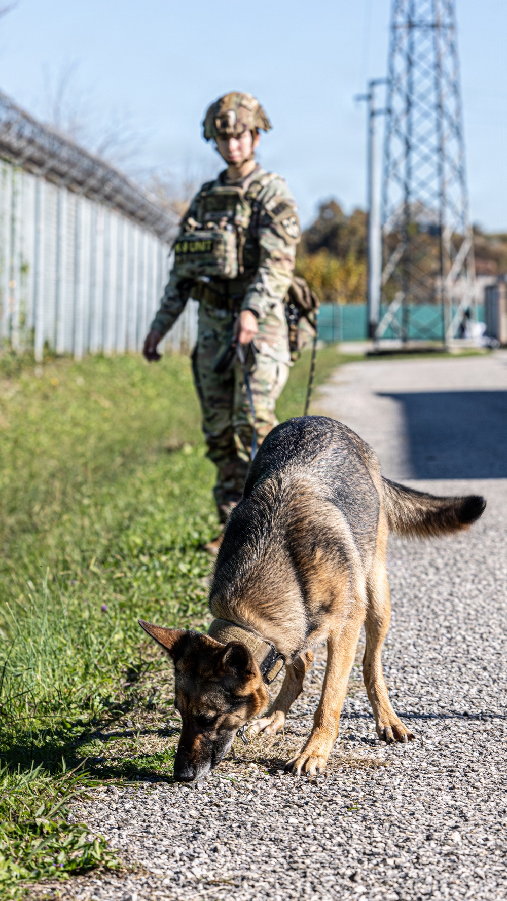 Unleashing potential: military working dogs benefit from new holistic health program