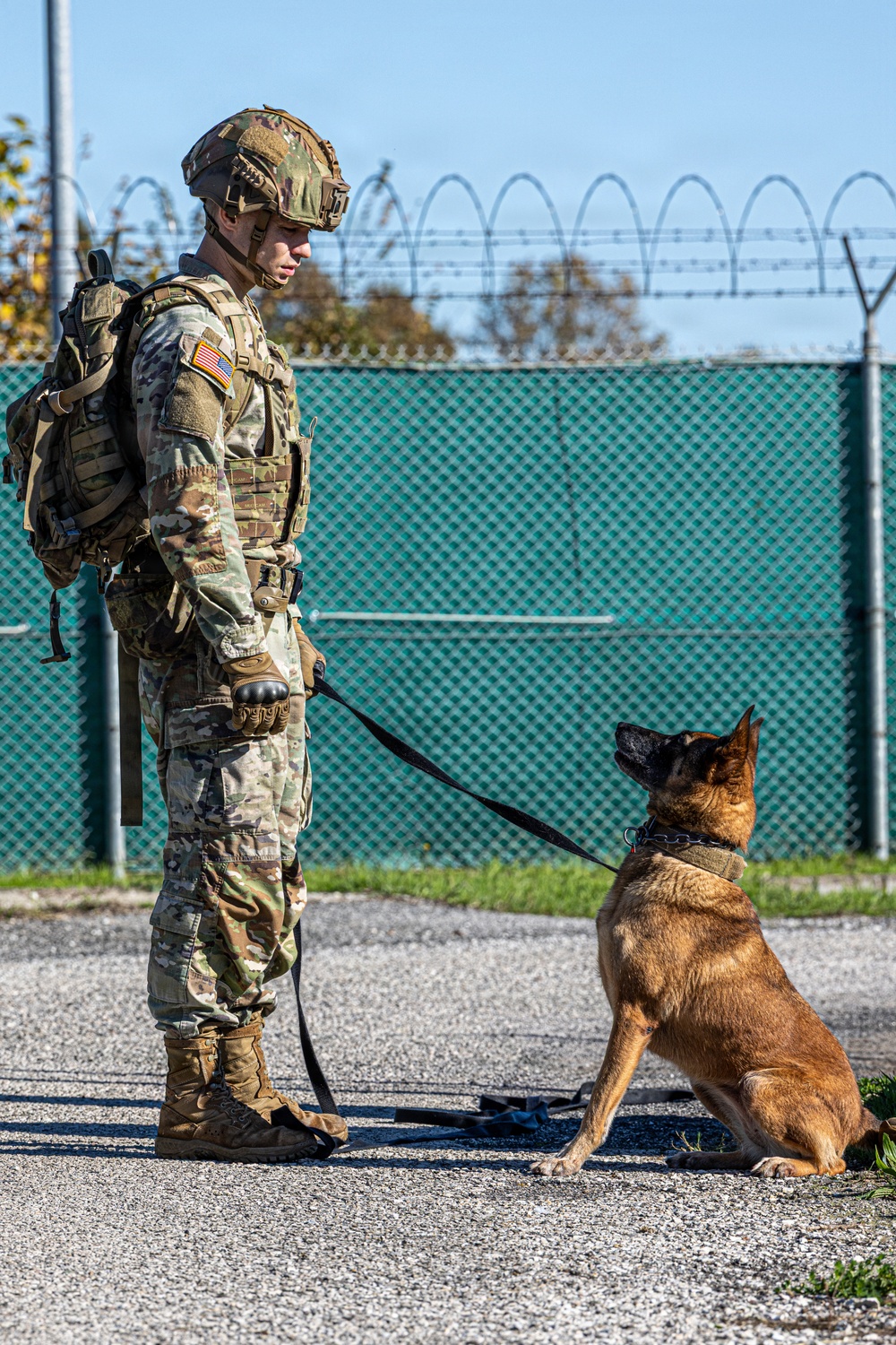 Unleashing potential: military working dogs benefit from new holistic health program