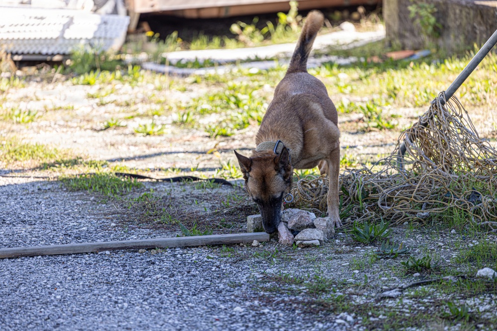 Unleashing potential: military working dogs benefit from new holistic health program
