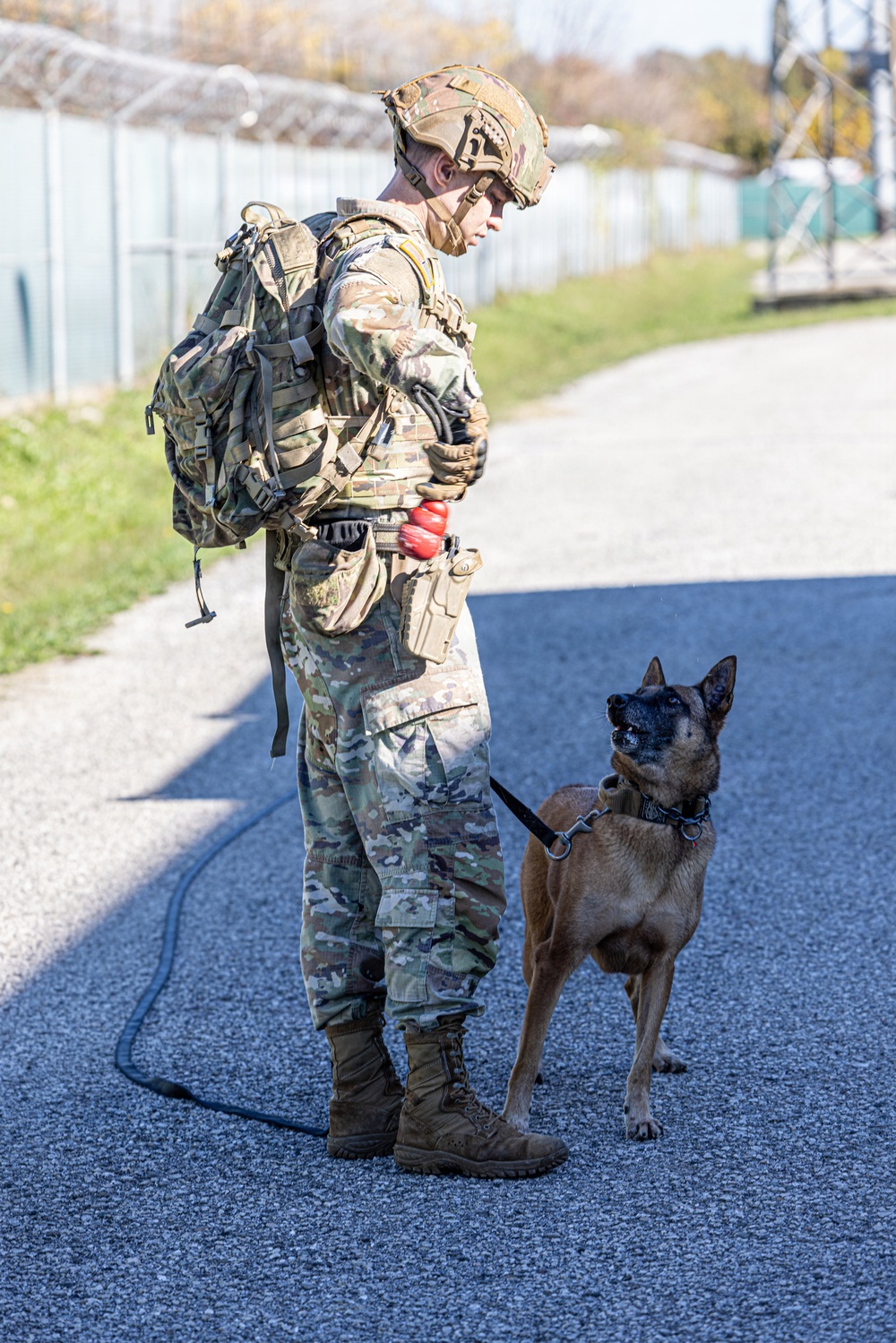 Unleashing potential: military working dogs benefit from new holistic health program