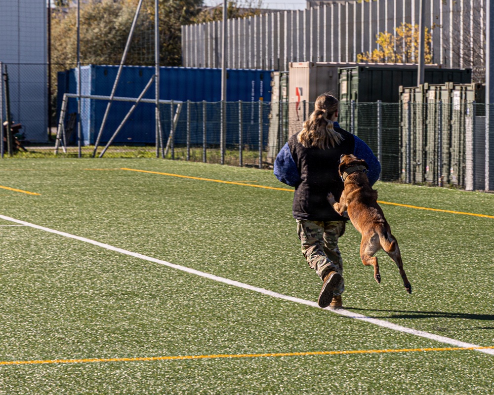 Unleashing potential: military working dogs benefit from new holistic health program