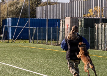 Unleashing potential: military working dogs benefit from new holistic health program