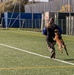 Unleashing potential: military working dogs benefit from new holistic health program