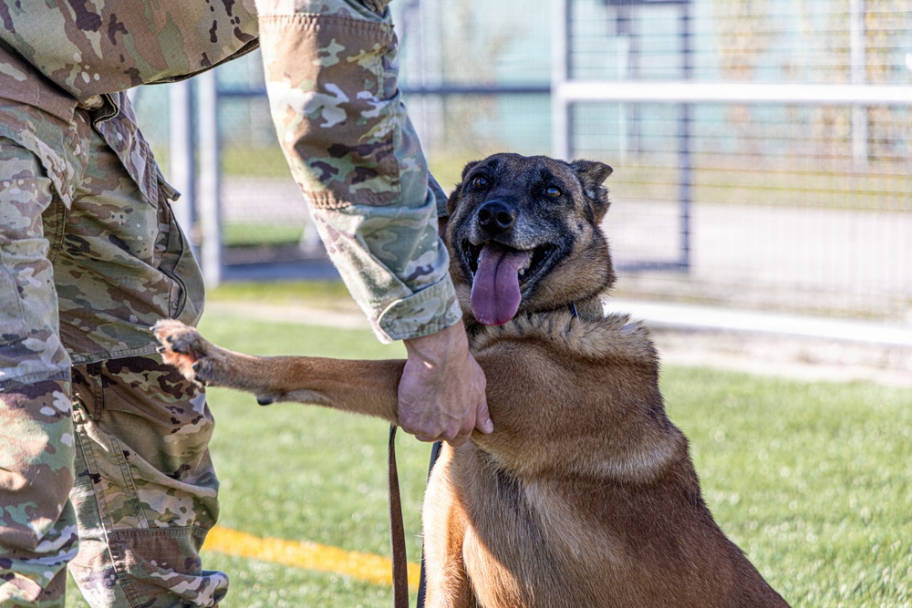 Unleashing potential: military working dogs benefit from new holistic health program