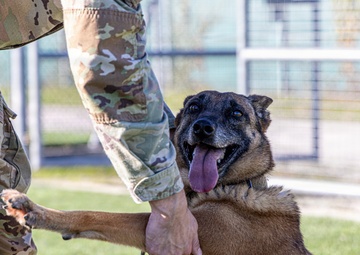 Unleashing potential: military working dogs benefit from new holistic health program
