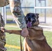 Unleashing potential: military working dogs benefit from new holistic health program