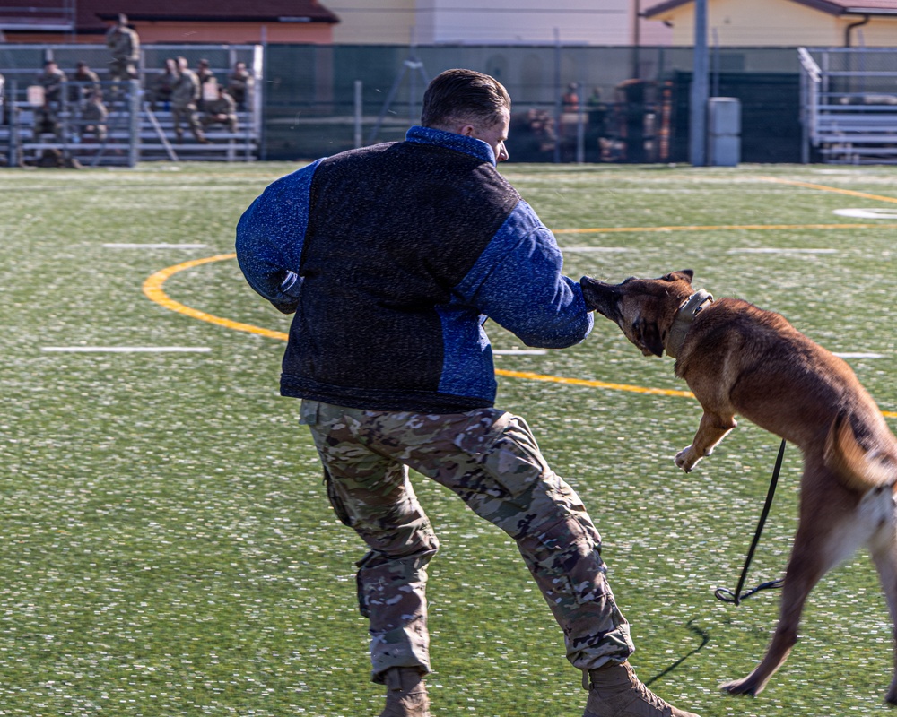 Unleashing potential: military working dogs benefit from new holistic health program
