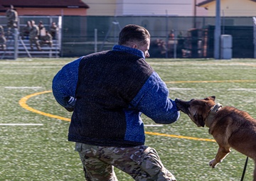 Unleashing potential: military working dogs benefit from new holistic health program