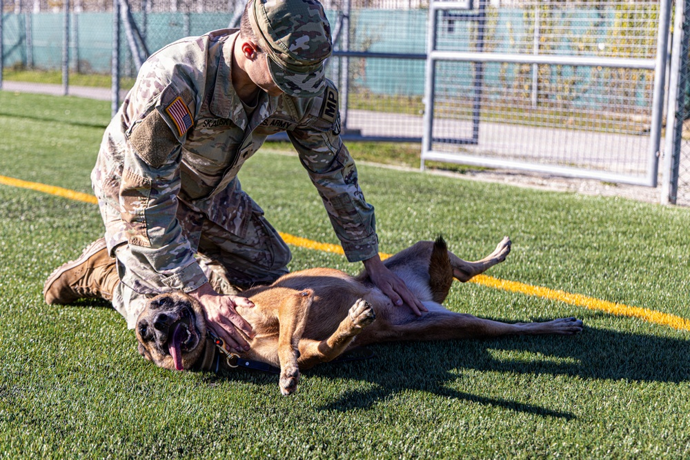 Unleashing potential: military working dogs benefit from new holistic health program