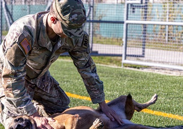 Unleashing potential: military working dogs benefit from new holistic health program