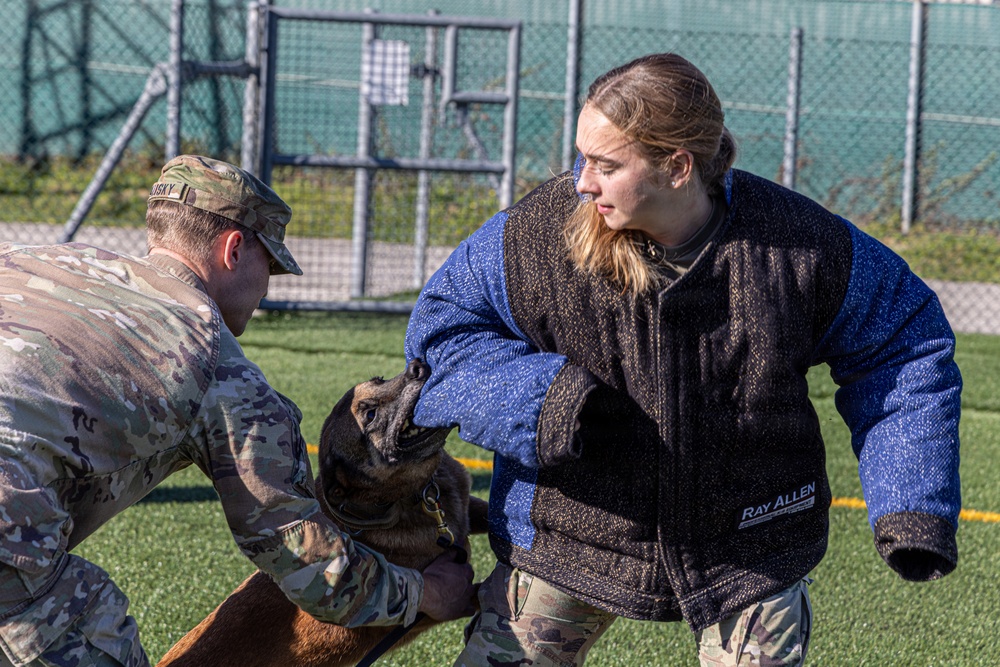Unleashing potential: military working dogs benefit from new holistic health program