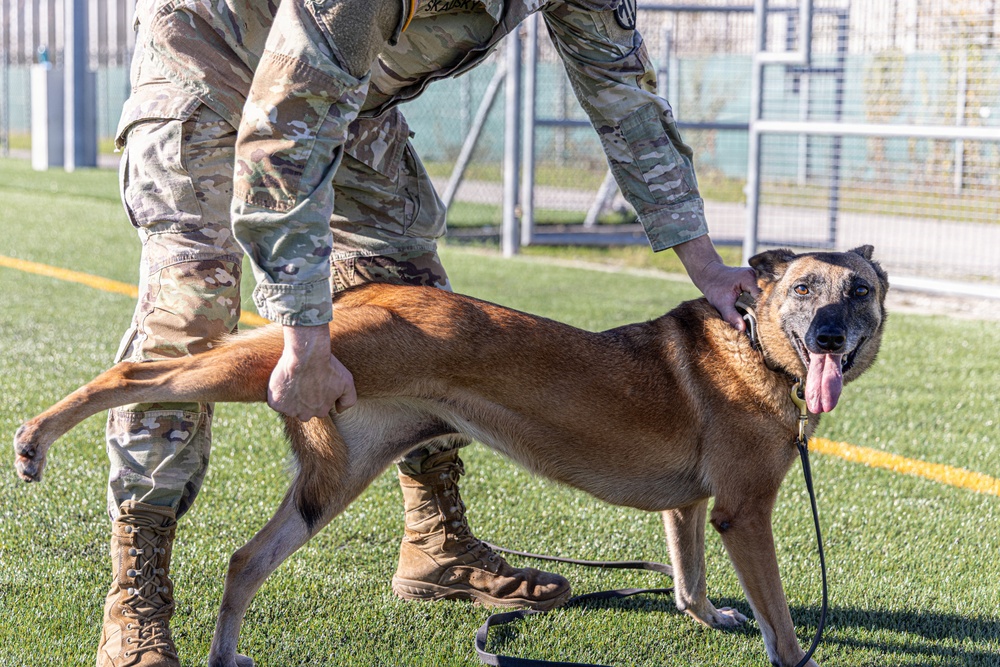 Unleashing potential: military working dogs benefit from new holistic health program