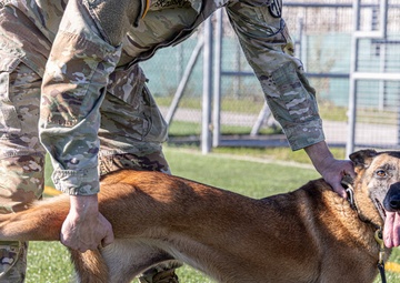 Unleashing potential: military working dogs benefit from new holistic health program