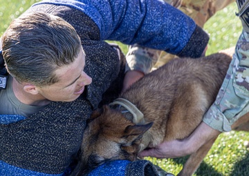 Unleashing potential: military working dogs benefit from new holistic health program