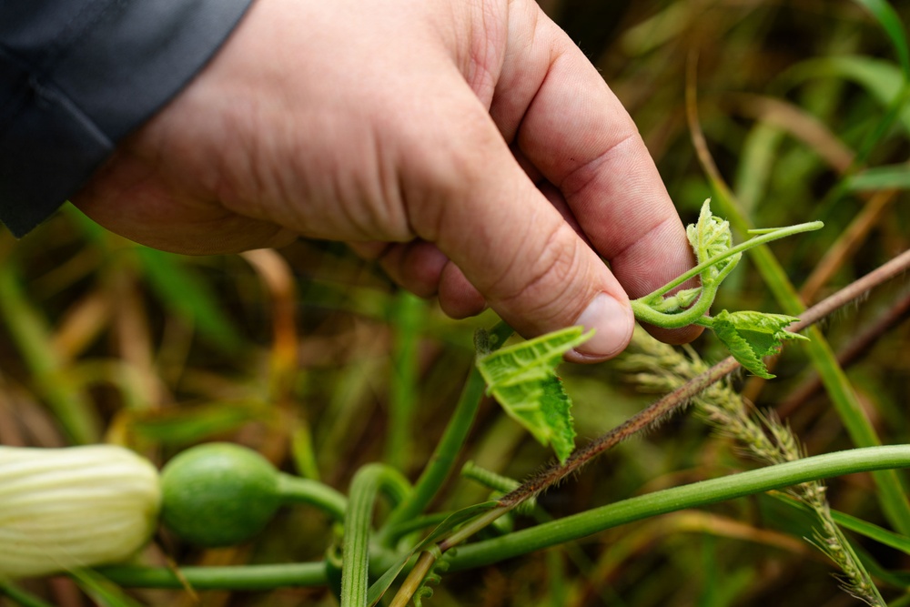 In search of the Okeechobee Gourd