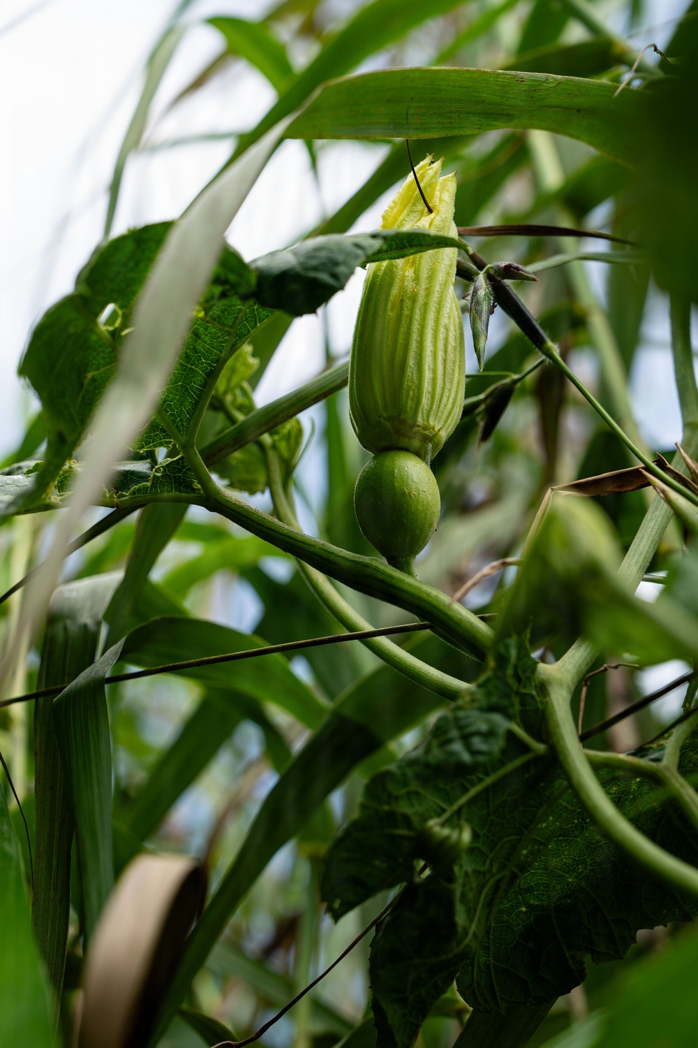 In search of the Okeechobee Gourd