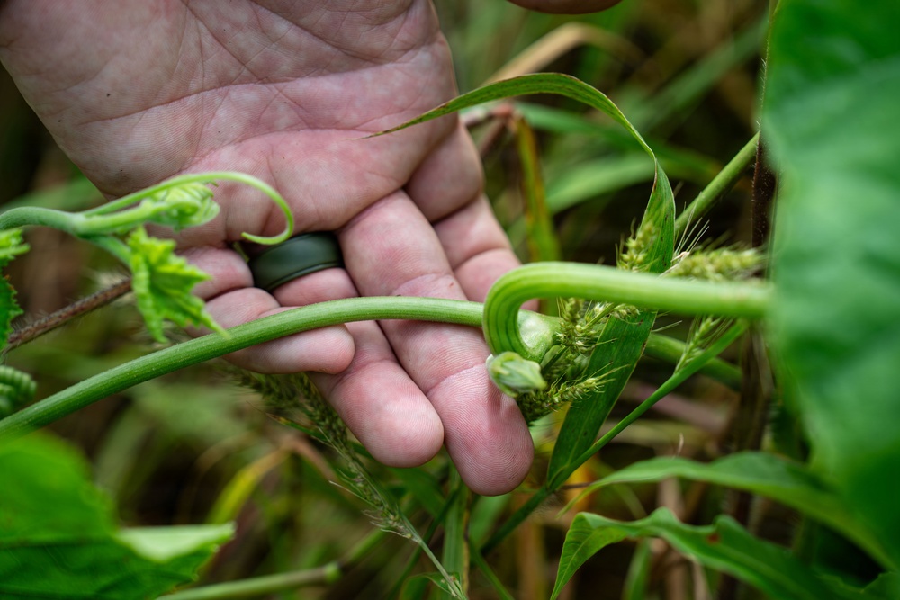 In search of the Okeechobee Gourd