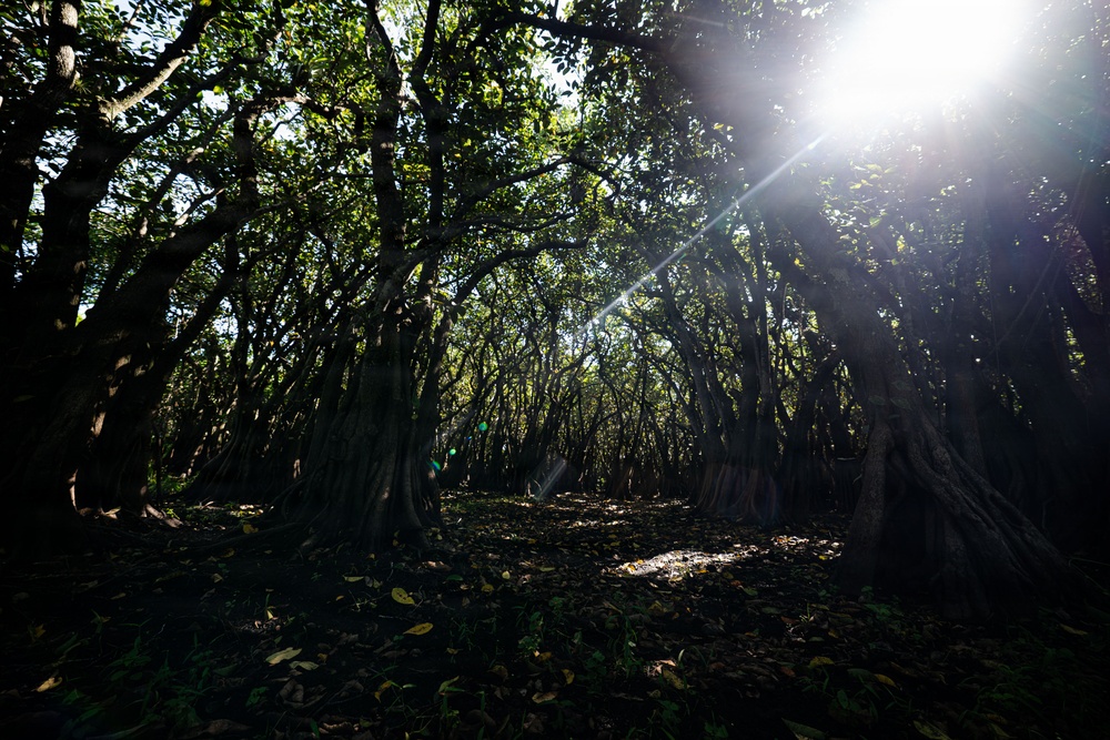In search of the Okeechobee Gourd