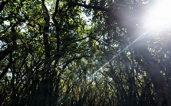 In search of the Okeechobee Gourd