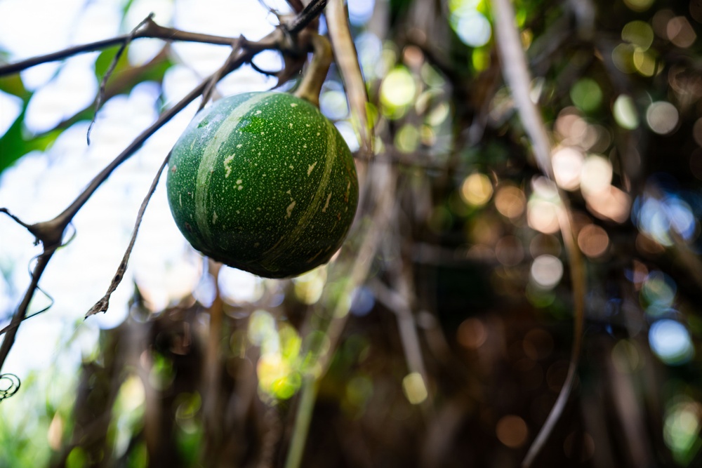 In search of the Okeechobee Gourd