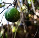 In search of the Okeechobee Gourd