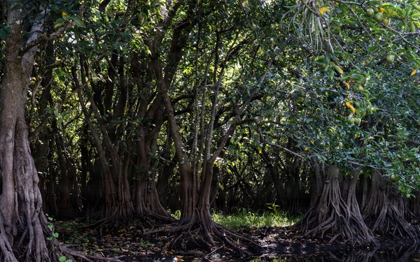 In search of the Okeechobee Gourd