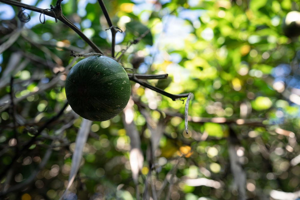 In search of the Okeechobee Gourd