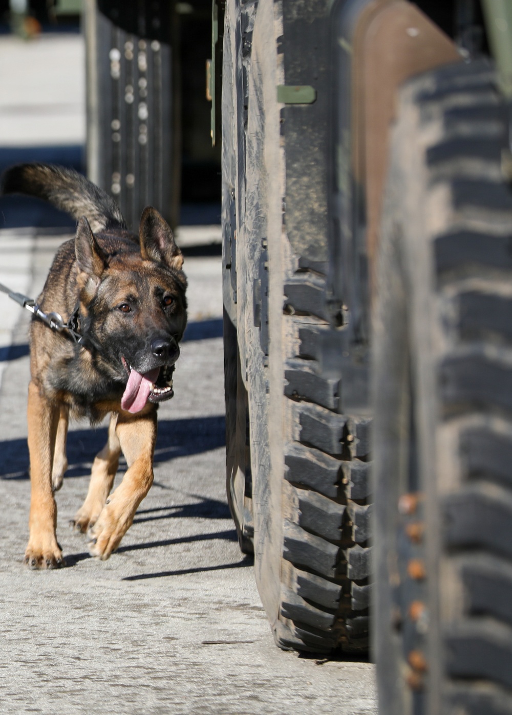 Unleashing potential: Military Working Dogs benefit from new holistic health program