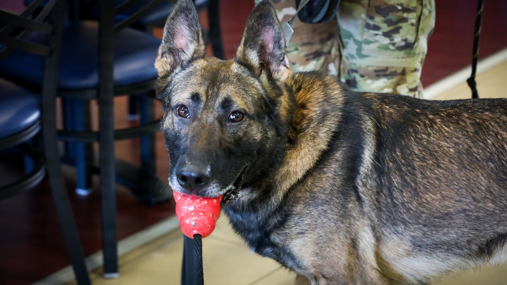 Unleashing potential: Military Working Dogs benefit from new holistic health program