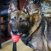 Unleashing potential: Military Working Dogs benefit from new holistic health program