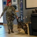 Unleashing potential: Military Working Dogs benefit from new holistic health program