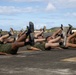 Marines with MCAS (MCBH) Conduct a Unit PT for the 250th USMC Birthday