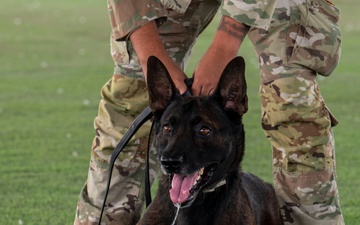 Military working dogs take on EOD