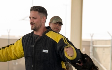 Military working dogs take on EOD