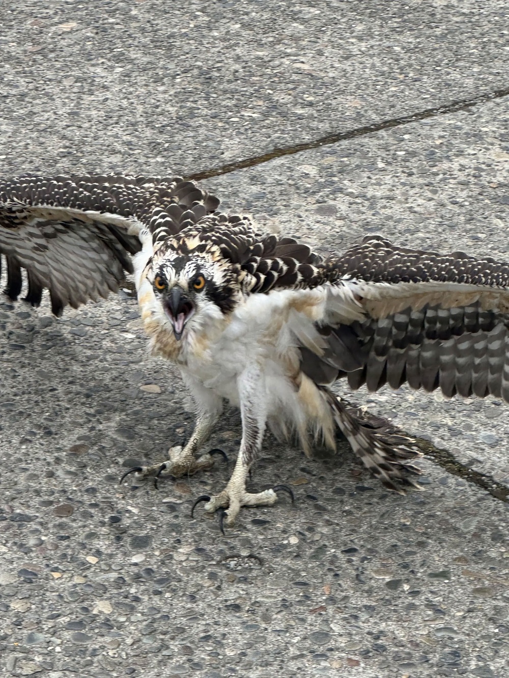 NUWC Division, Keyport employees free osprey from fishing line snare