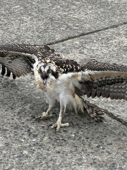 NUWC Division, Keyport employees free osprey from fishing line snare