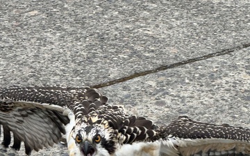 NUWC Division, Keyport employees free osprey from fishing line snare