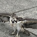 NUWC Division, Keyport employees free osprey from fishing line snare