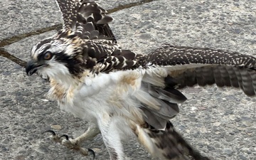NUWC Division, Keyport employees free osprey from fishing line snare