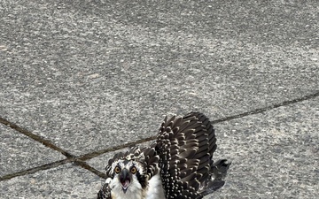 NUWC Division, Keyport employees free osprey from fishing line snare